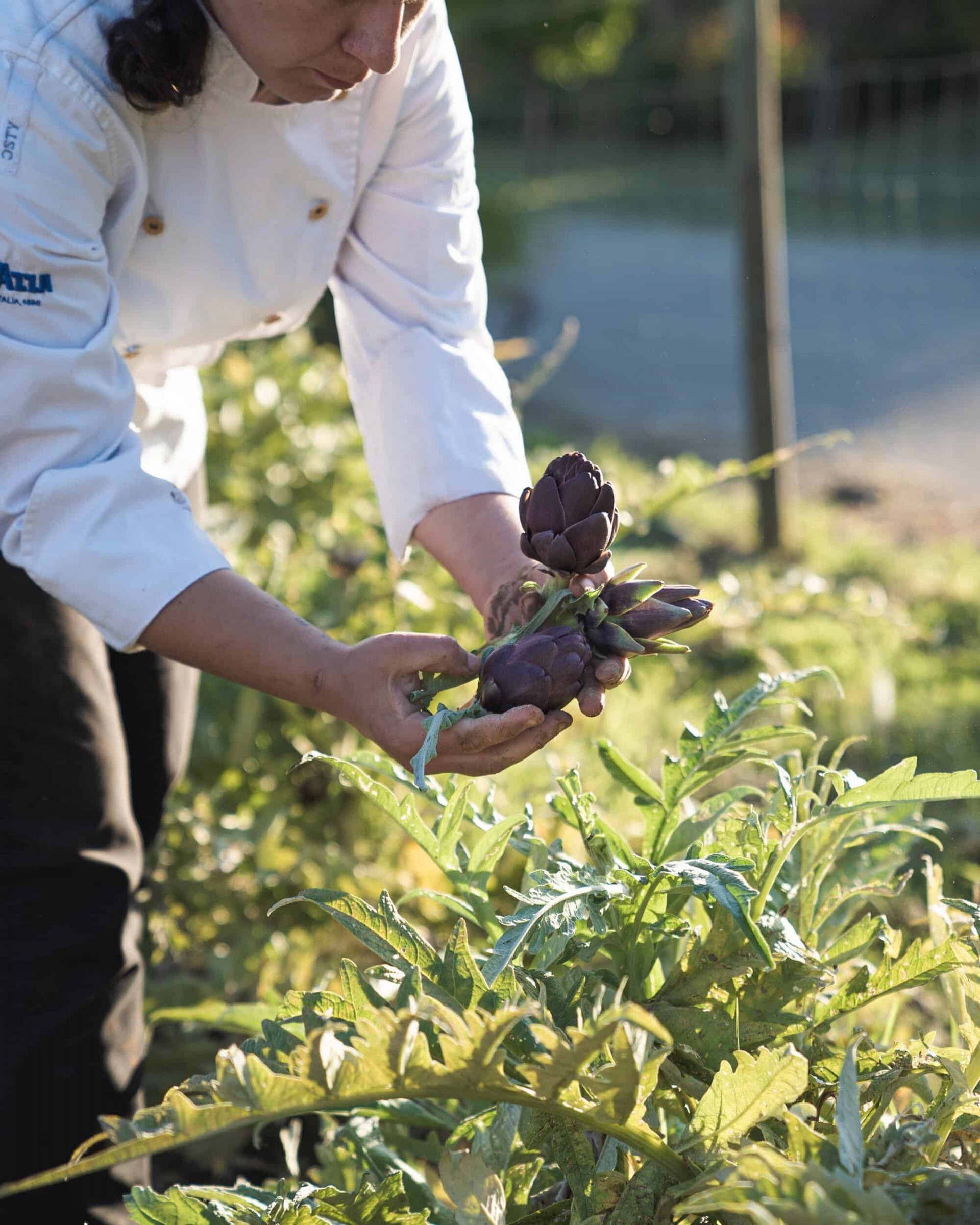 Organic kitchen garden at Pula Golf Resort